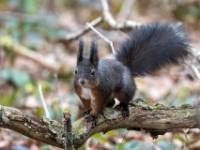 Eichhörnchen dunkelbraun